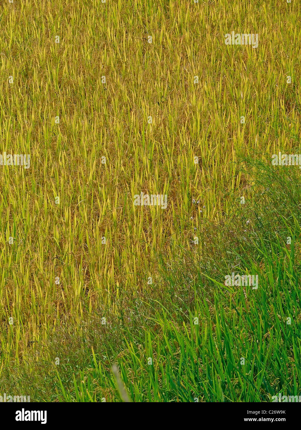 Bereich der Reisernte, Oryza Sativa, Ratnagiri, Maharashtra, Indien Stockfoto