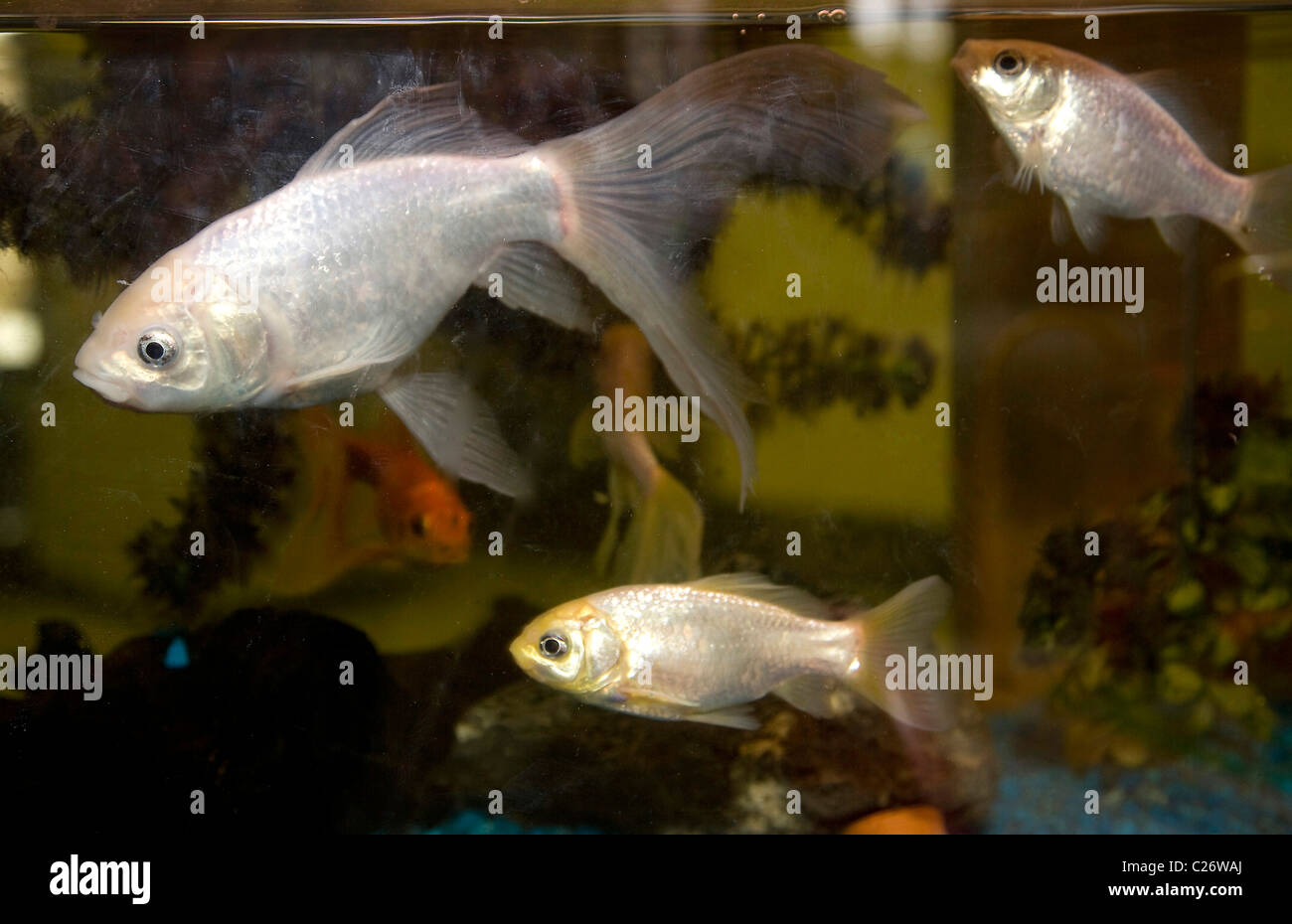 Tropische Fische in einem Aquarium Stockfoto
