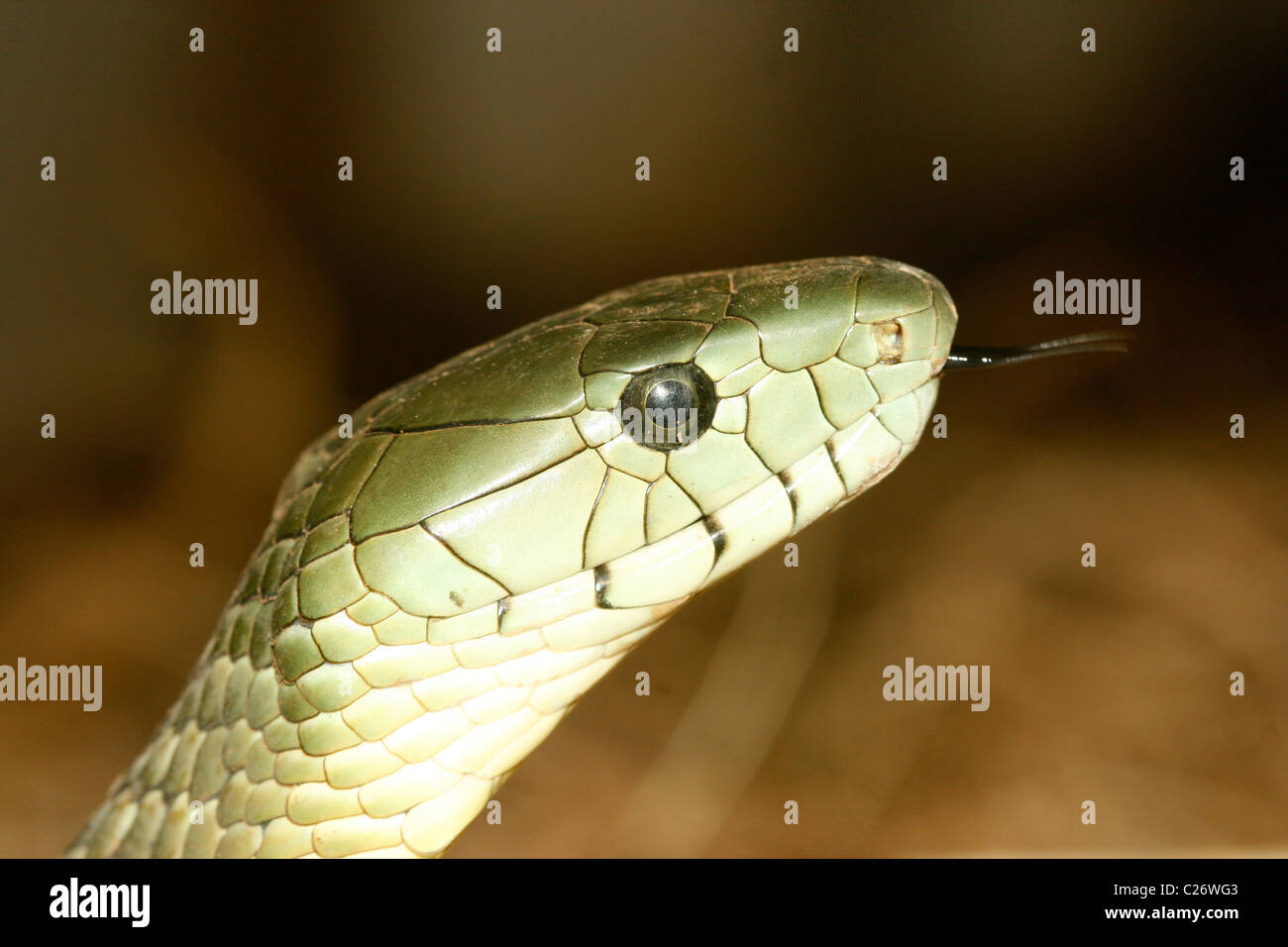 Östlichen grüne Mamba (Dendroaspis Angusticeps), Uganda Stockfoto