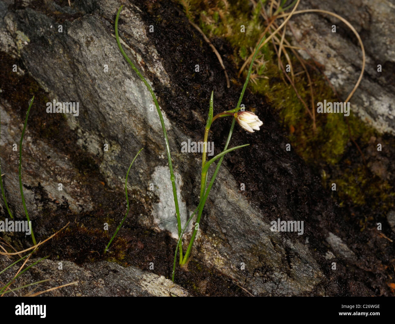 Snowdon Lilie oder Berg Dreimasterblume, Gagea oder Lloydia serotina Stockfoto