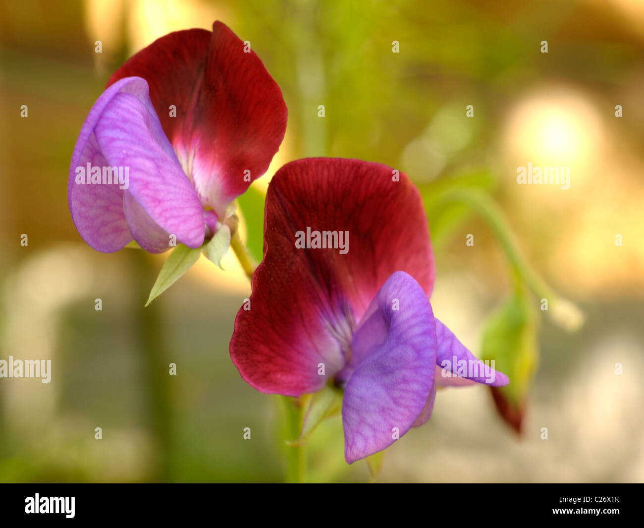 Duftende Platterbse, Lathyrus man Stockfoto