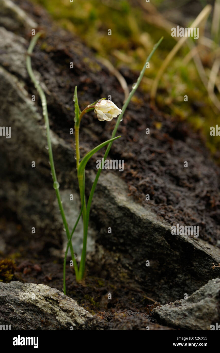 Snowdon Lilie oder Berg Dreimasterblume, Gagea oder Lloydia serotina Stockfoto