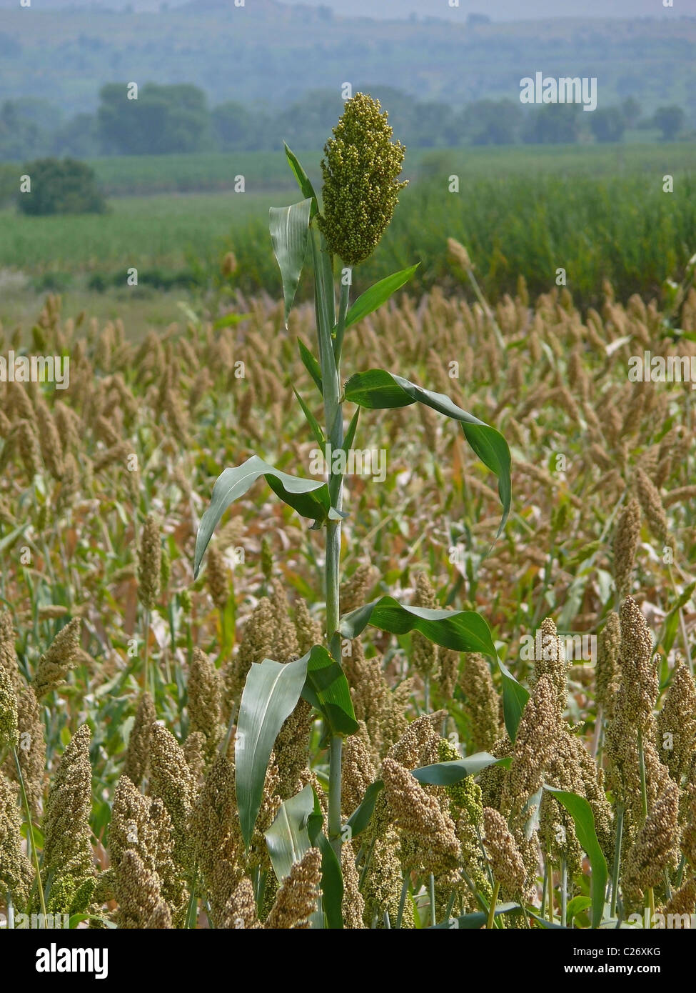 Bereich von Sorghum bicolor, Jawar, Maharashtra, Indien Stockfoto