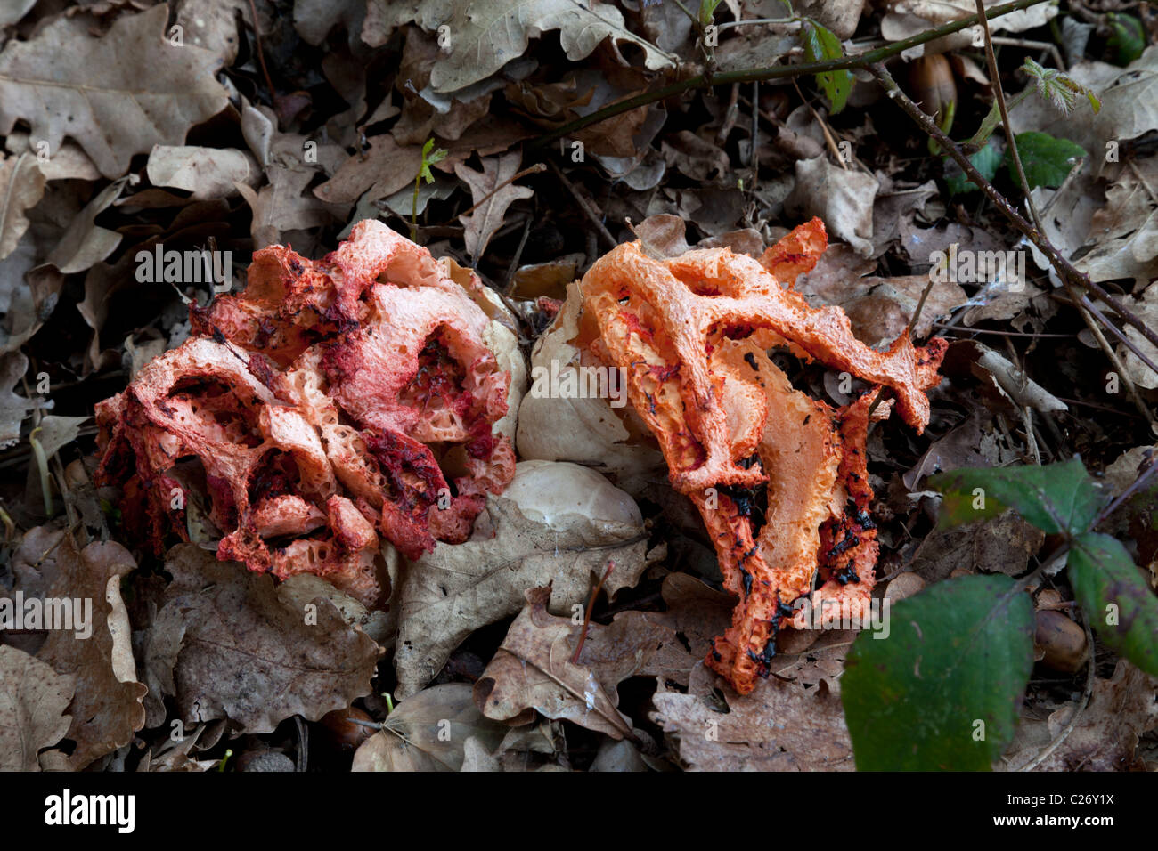 Verschiedenen Stadien der Entwicklung von Red Cage Pilze (Frankreich). Champignons Clathres rouges à différent Stades de Développement. Stockfoto