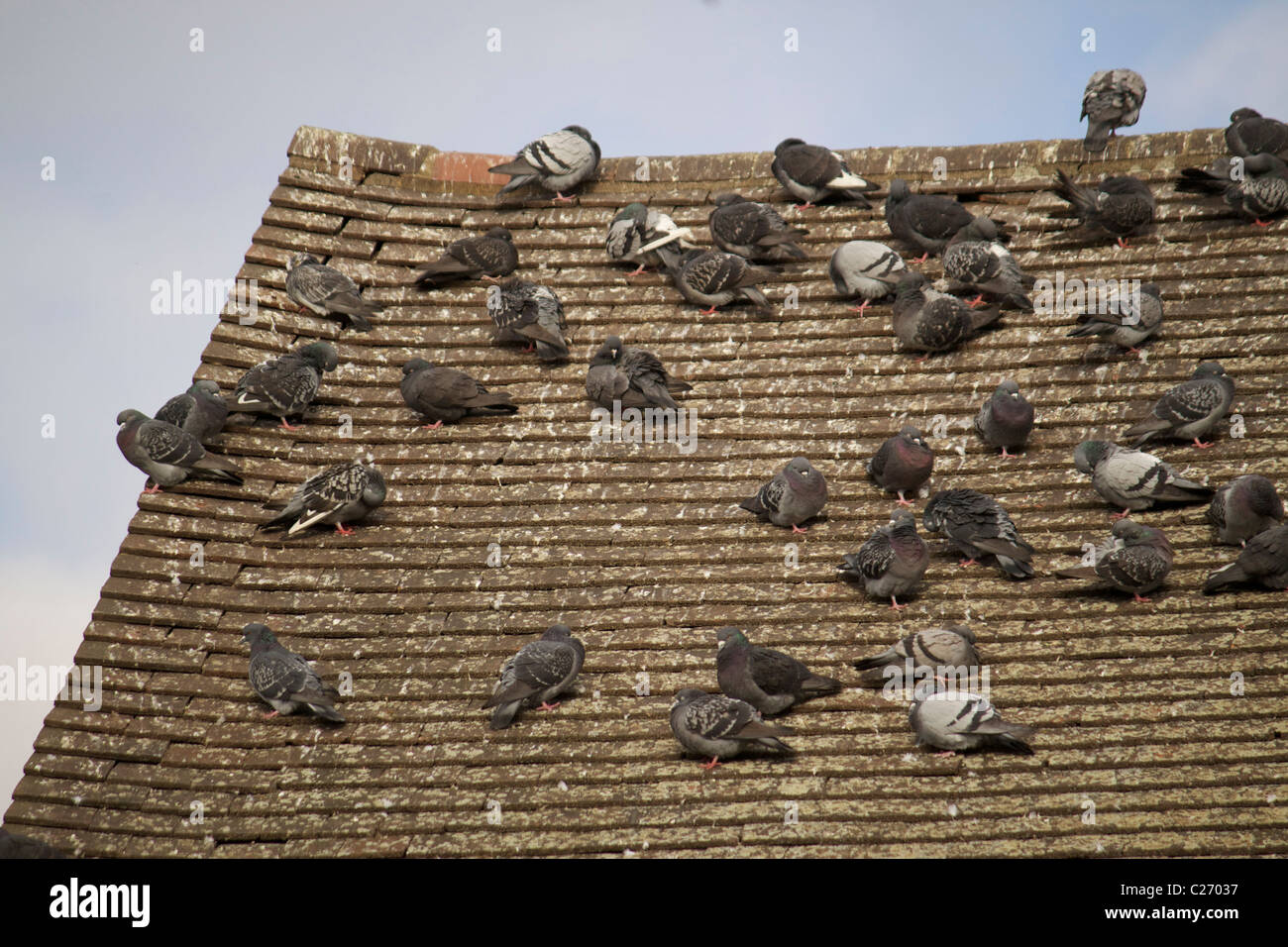 Tauben auf einem Dach sitzend Stockfoto