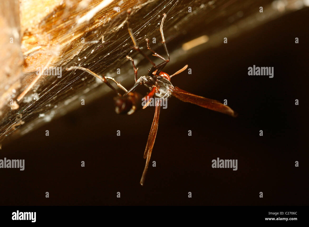 Eine Wespe steckt in einem Spinnennetz Stockfoto