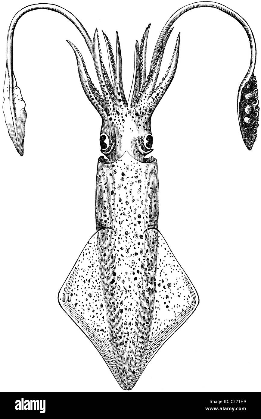 Buchillustration des 19. Jahrhunderts, 9. Auflage (1875) der Encyclopaedia Britannica, der Tintenfisch entnommen Stockfoto