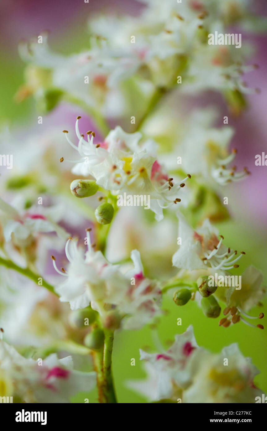 Nahaufnahme / Makro Bild der feinen europäischen Rosskastanie weiß Frühlingsblumen, auch bekannt als Aesculus Hippocastaneum Stockfoto