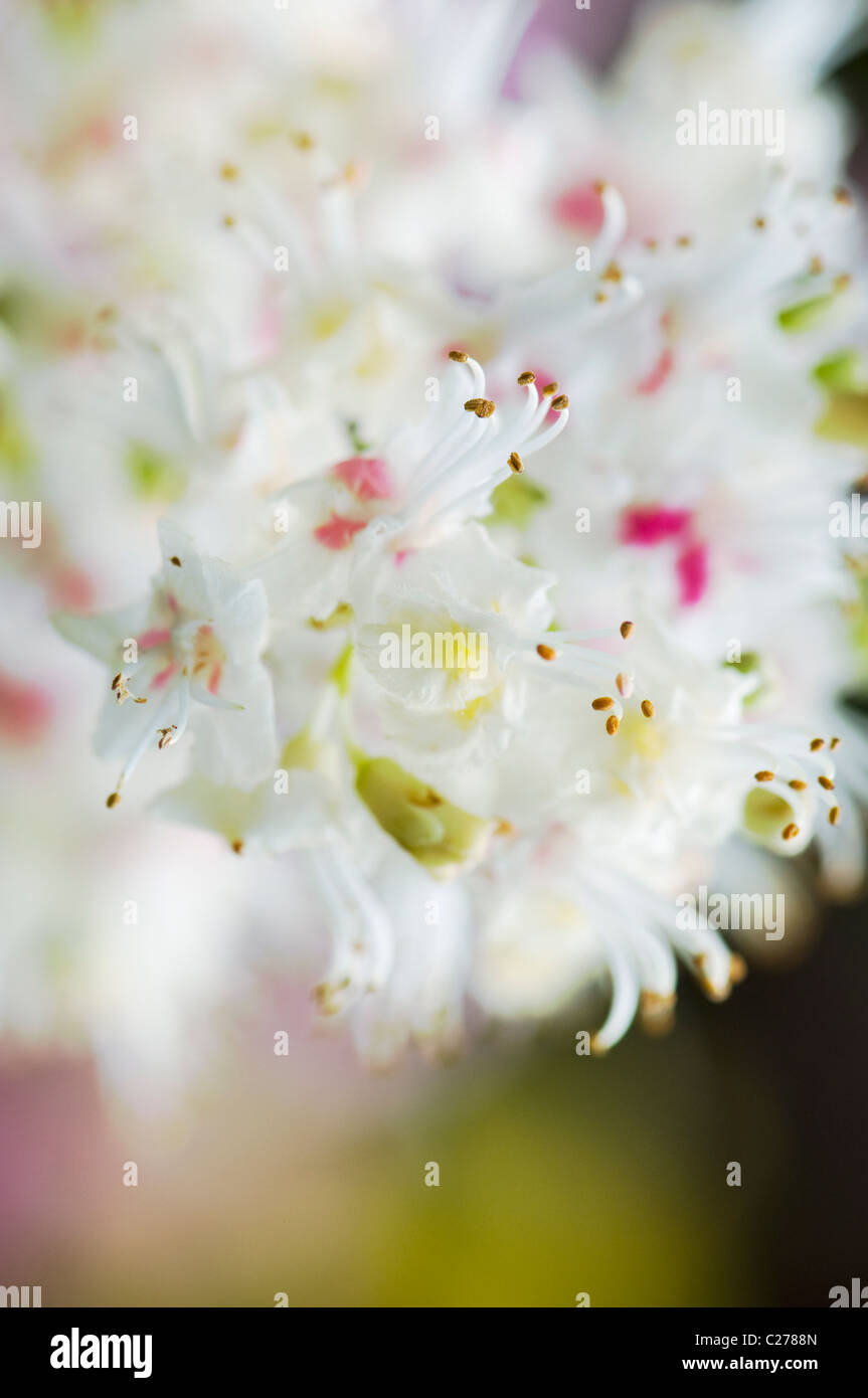 Nahaufnahme / Makro Bild der feinen europäischen Rosskastanie weiß Frühlingsblumen, auch bekannt als Aesculus Hippocastaneum Stockfoto