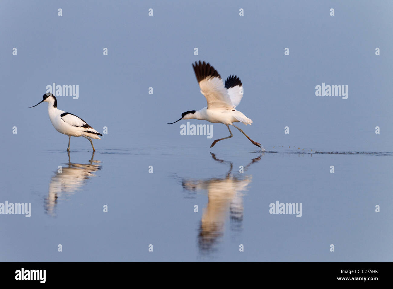 Säbelschnäbler Recurvirostra Avocetta Fighting ruhigen Wasser spiegeln am frühen Morgen Stockfoto