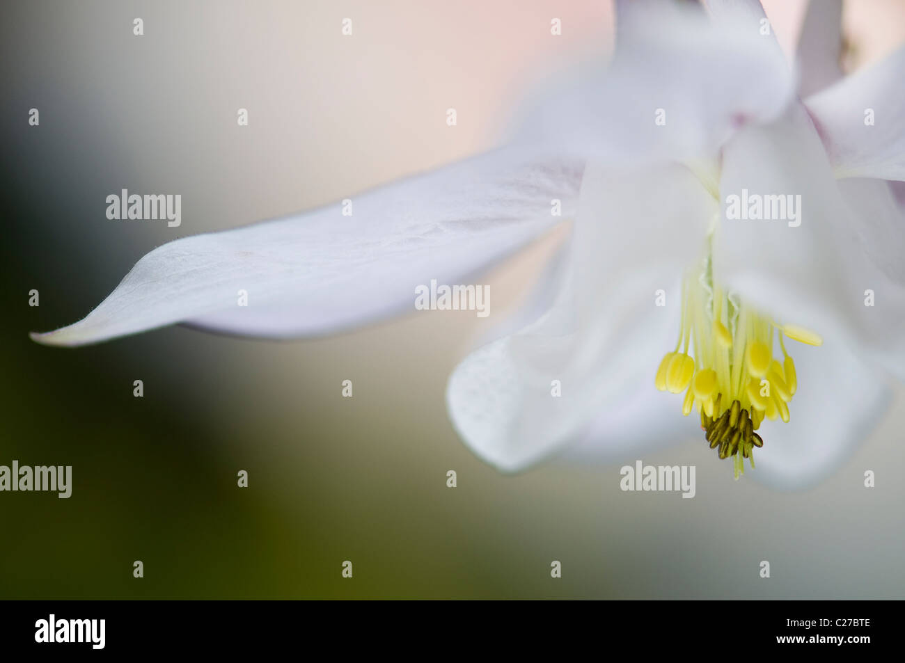 Einzelne weiße Aquilegia Vulgaris Blume - Akelei Stockfoto