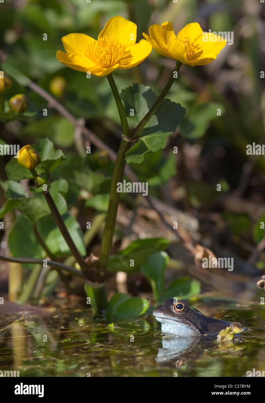 Gemeinsamen Frosch Rana Temporaria und Marsh Marigold März Norfolk Stockfoto