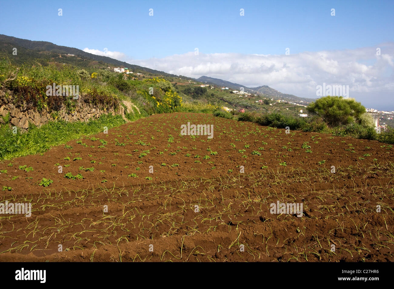 La Palma Kanarische Insel Spanien Europa Stockfoto