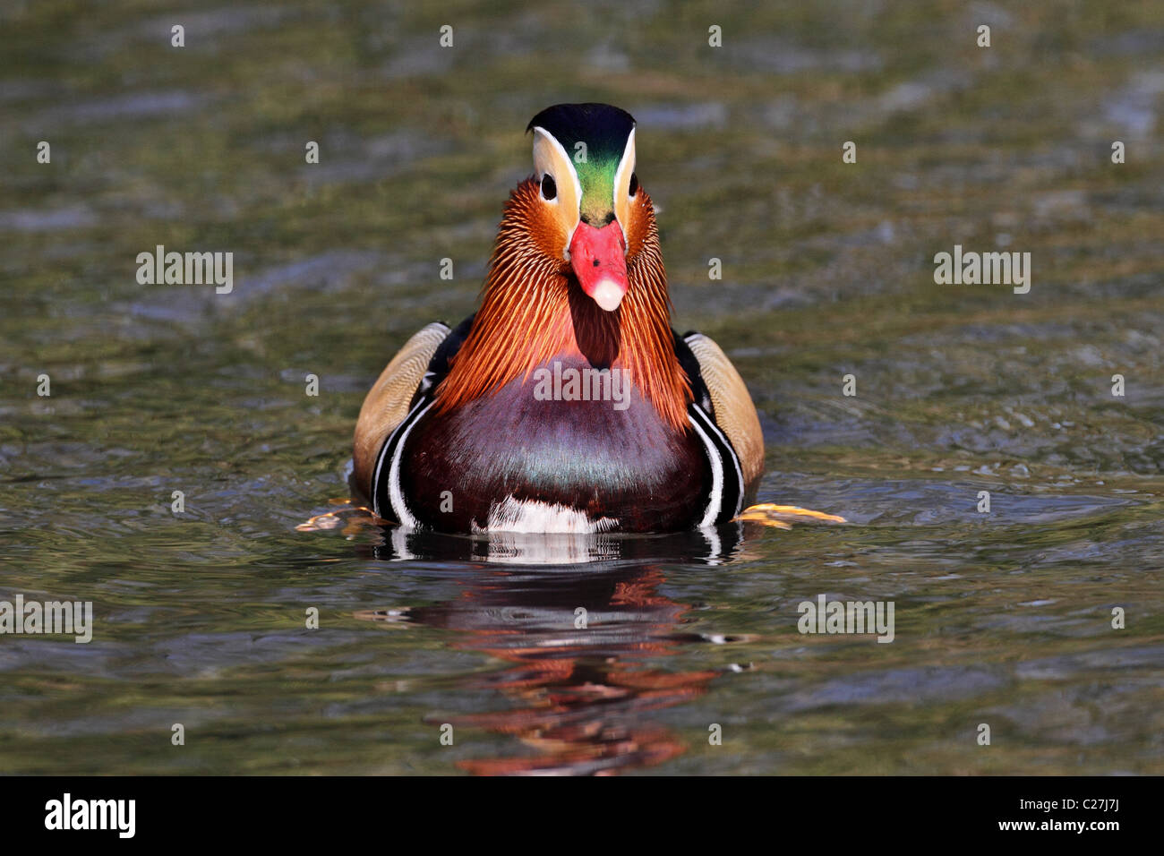 Mandarinente Aix galericulata Stockfoto