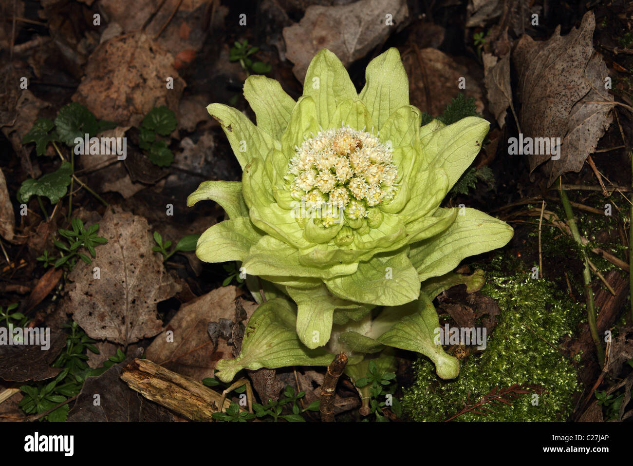 Pestwurz Petasites hybridus Stockfoto