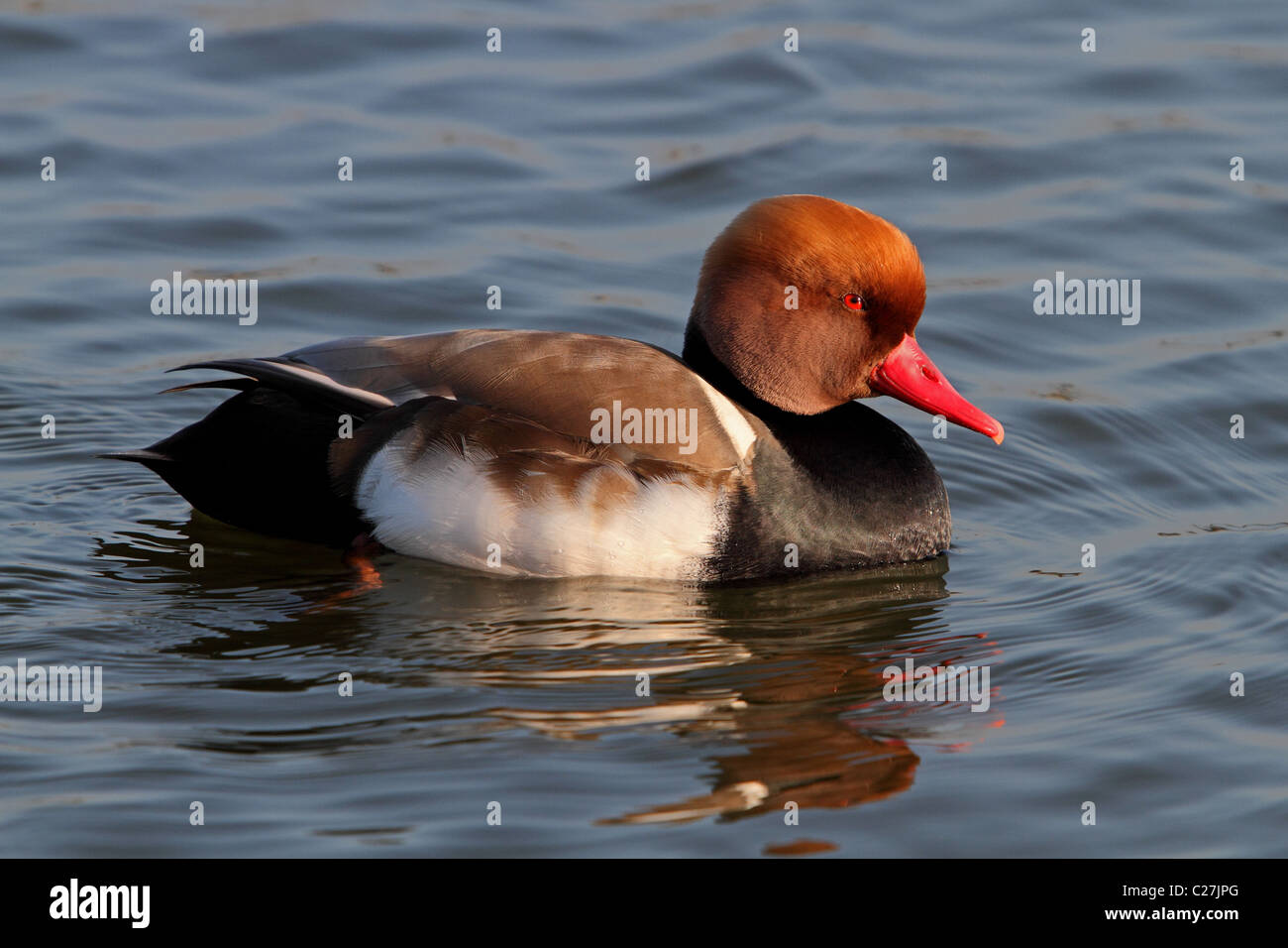 Rot-crested Tafelenten Netta Rufina Ente Stockfoto