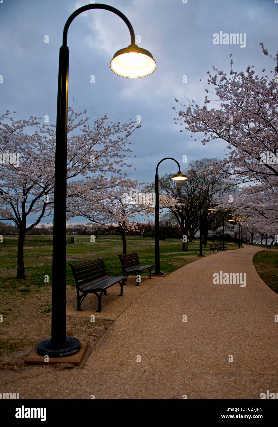 Die beleuchteten Weg in der Dämmerung um Washington DC Gezeitenbecken mit blühenden japanischen Yoshino Cherry Tree im Hintergrund Stockfoto