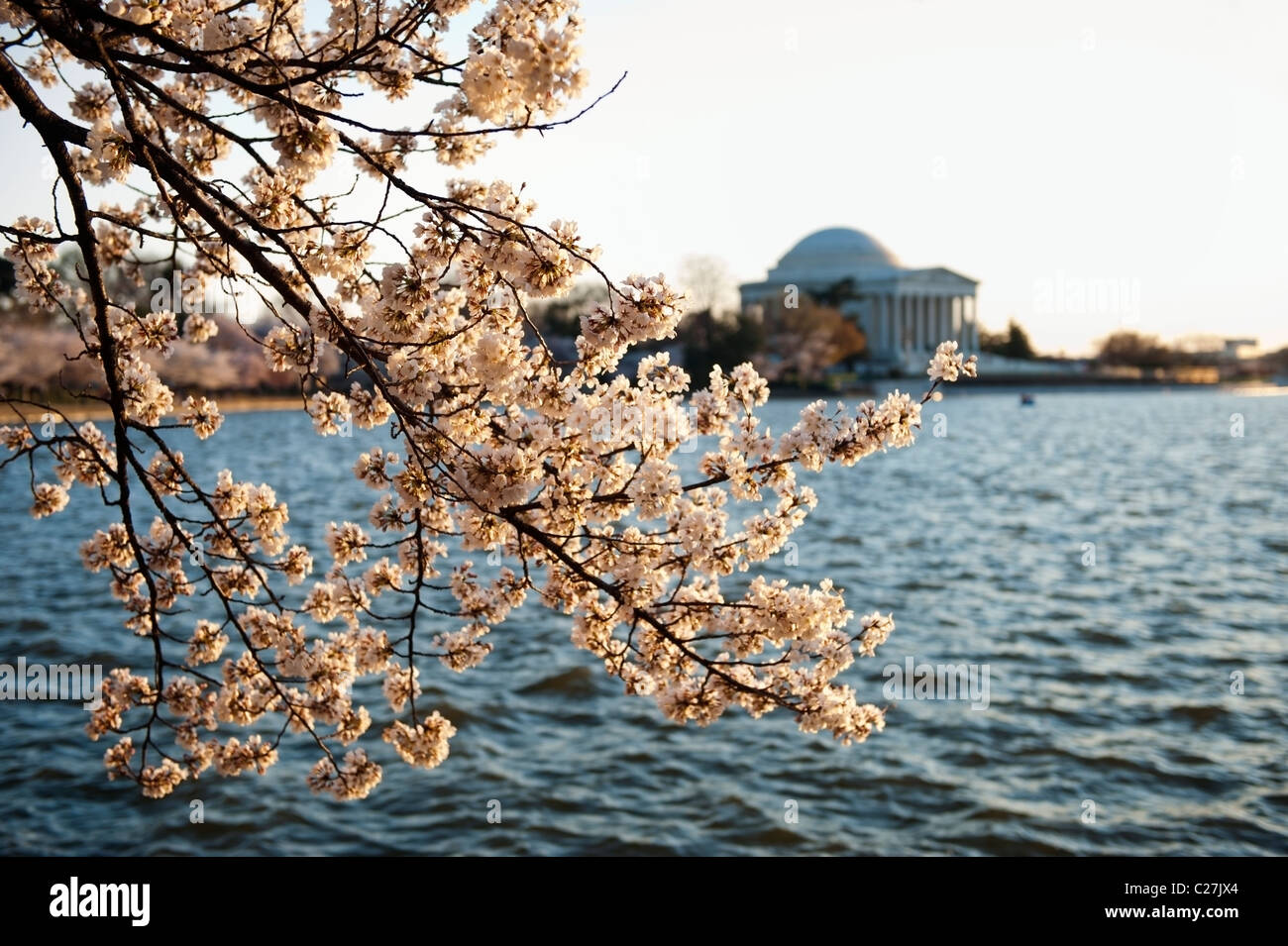 Das Jefferson Memorial und blühenden japanischen Kirschbaum am Tidal Basin in Washington DC. Stockfoto