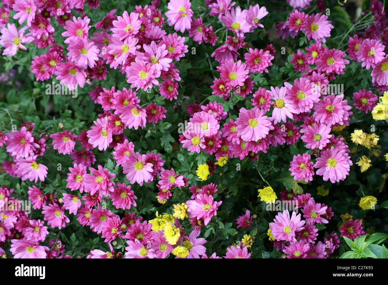 Rosa und Gelbe Chrysanthemen Stockfoto