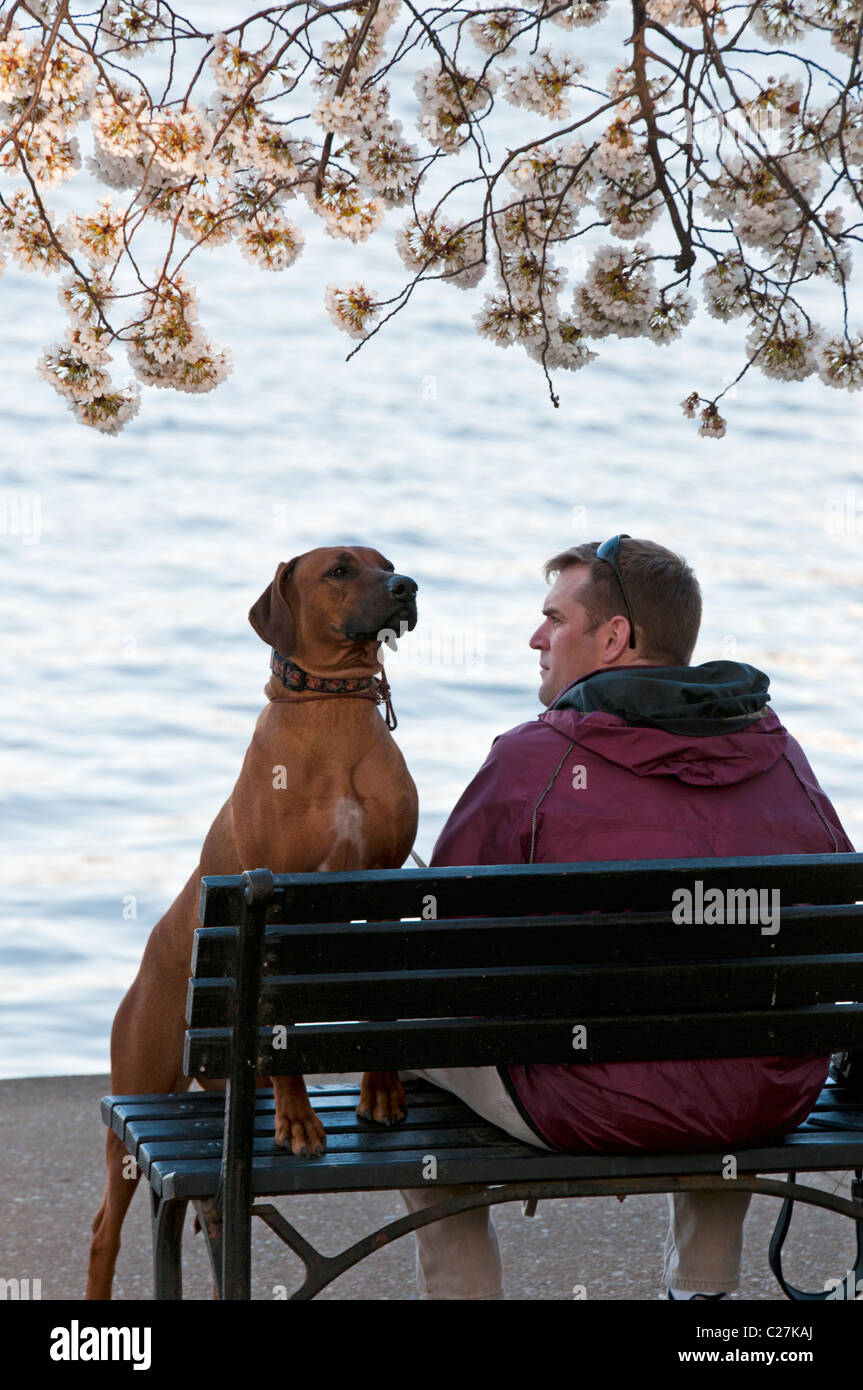 Ein Mann und sein Hund sitzen auf einer Bank unter einem Kirschbaum in der Nähe von Gezeitenbecken in Washington DC. Stockfoto