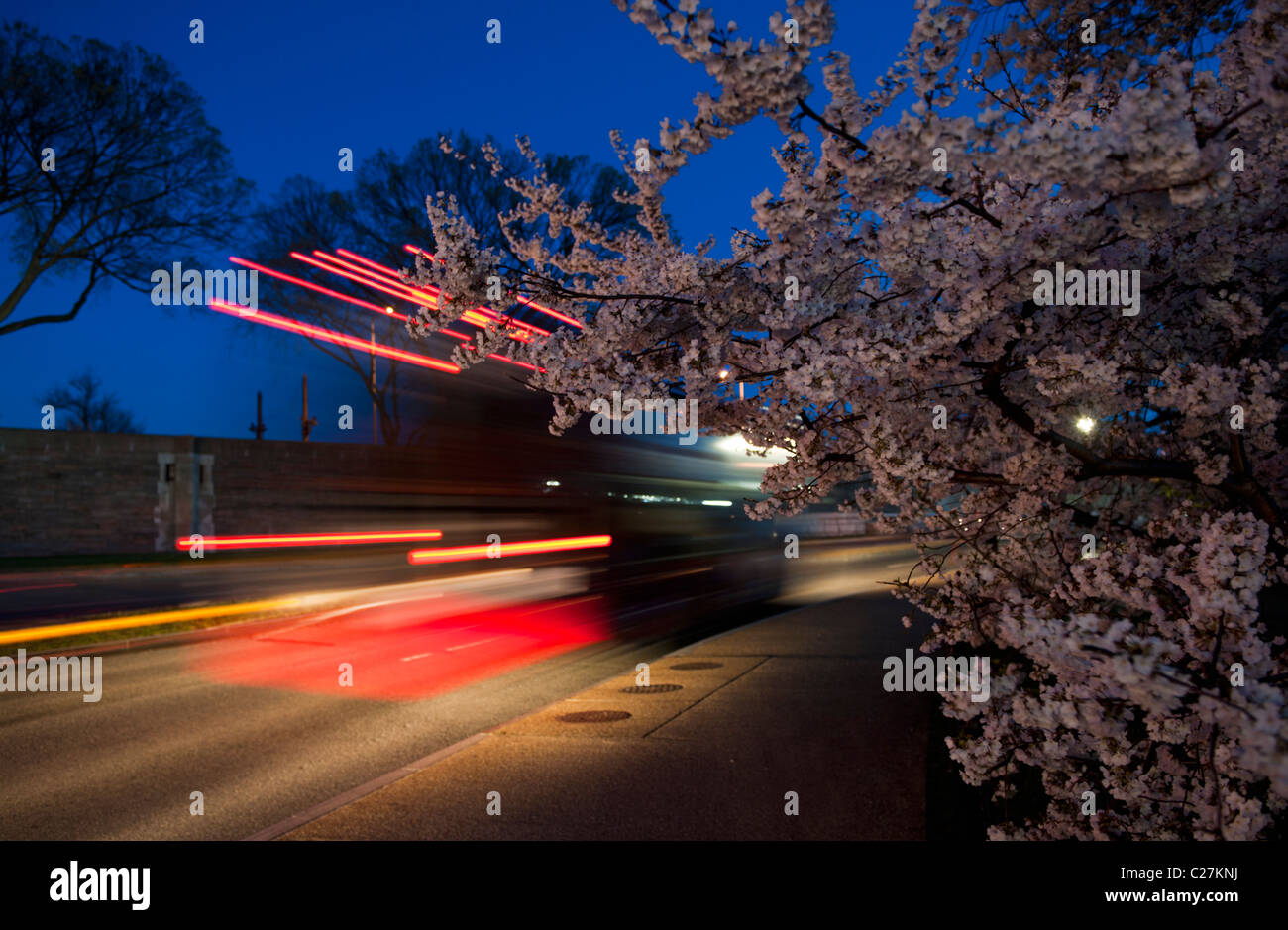 Ein Bus-Rückleuchten mit The National Cherry Blossom Festival in Washington DC in Bewegung. Stockfoto