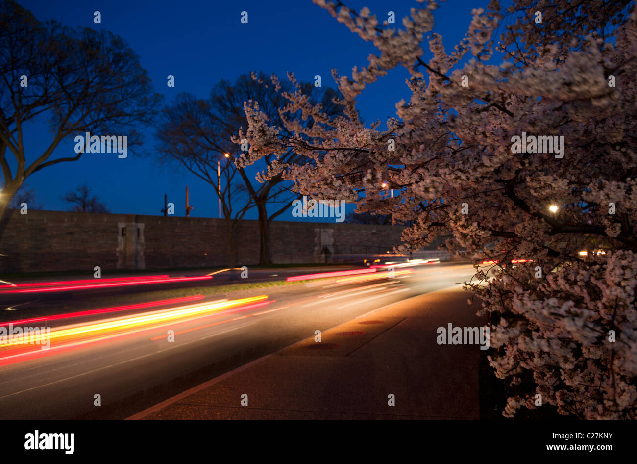 Auto Rückleuchten mit The National Cherry Blossom Festival in Washington DC in Bewegung. Stockfoto