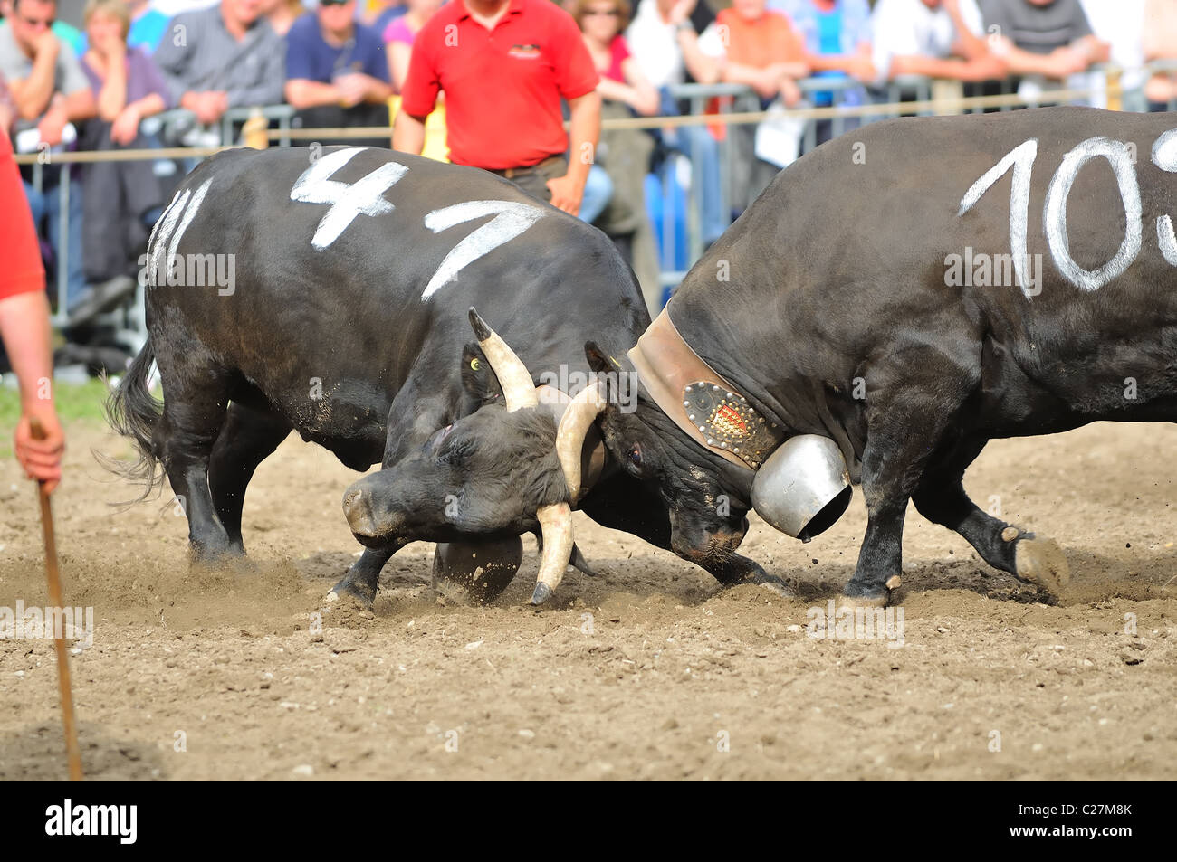 Zwei Kühe stoßen heftig während der Kämpfe Kuh Championships in Raron. 3. April 2010 in Raron, Schweiz Stockfoto