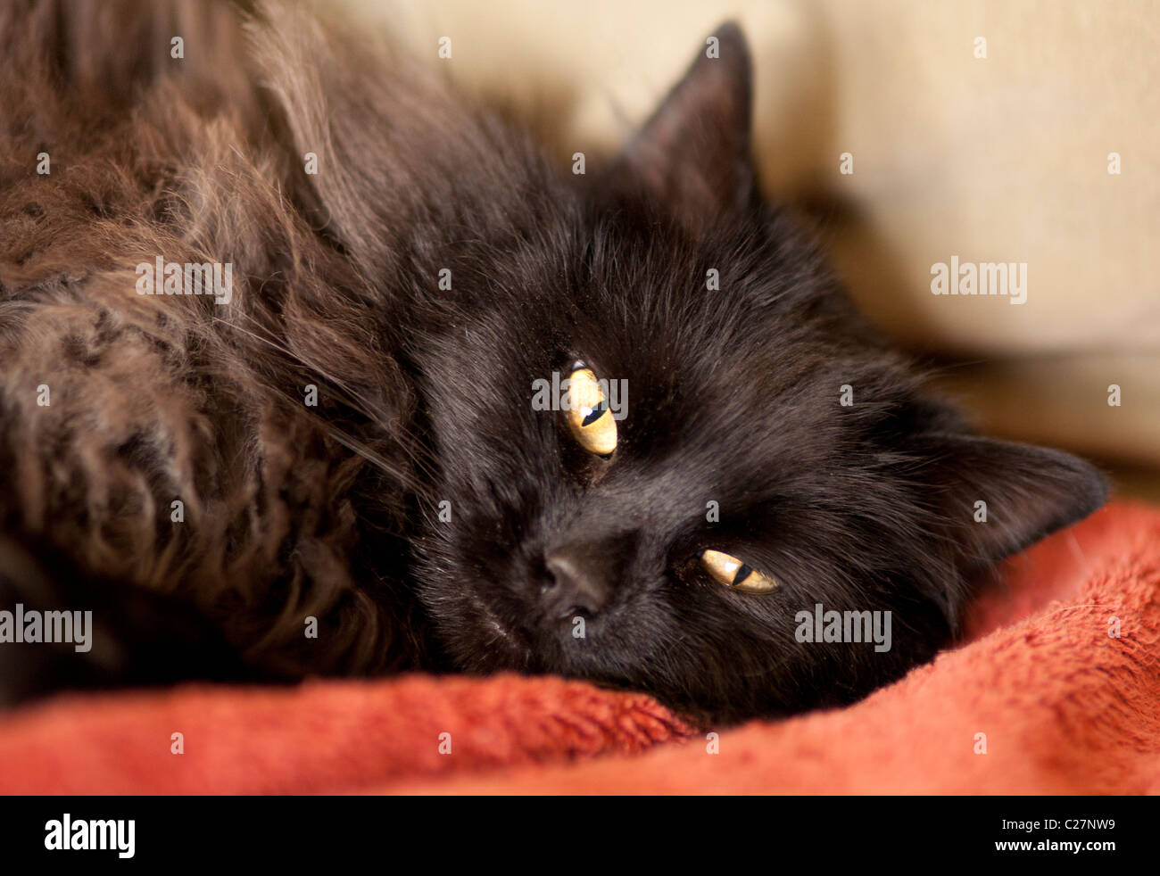 Schwarze Katze Gesicht. Stockfoto