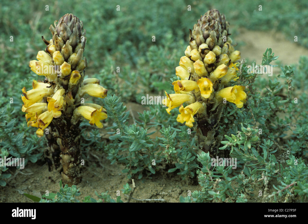 Gelbe Roman (Cistanche Tubulosa) blüht in Wüstenbedingungen Stockfoto