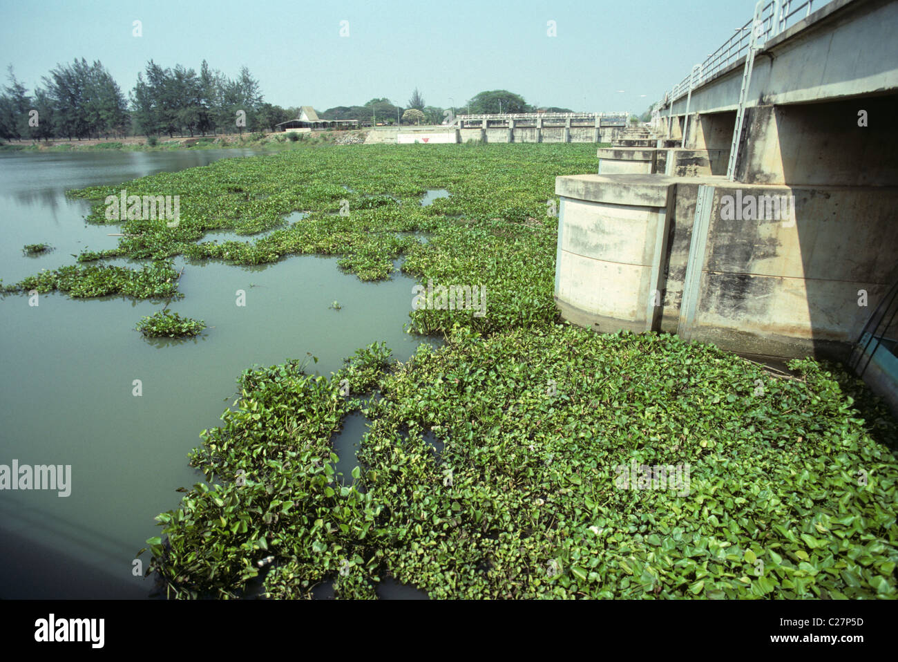 Wasserhyazinthe (Eichhornia Crassipes) schwimmende Pflanzen verstopfen Wasserstraße, Thailand Stockfoto