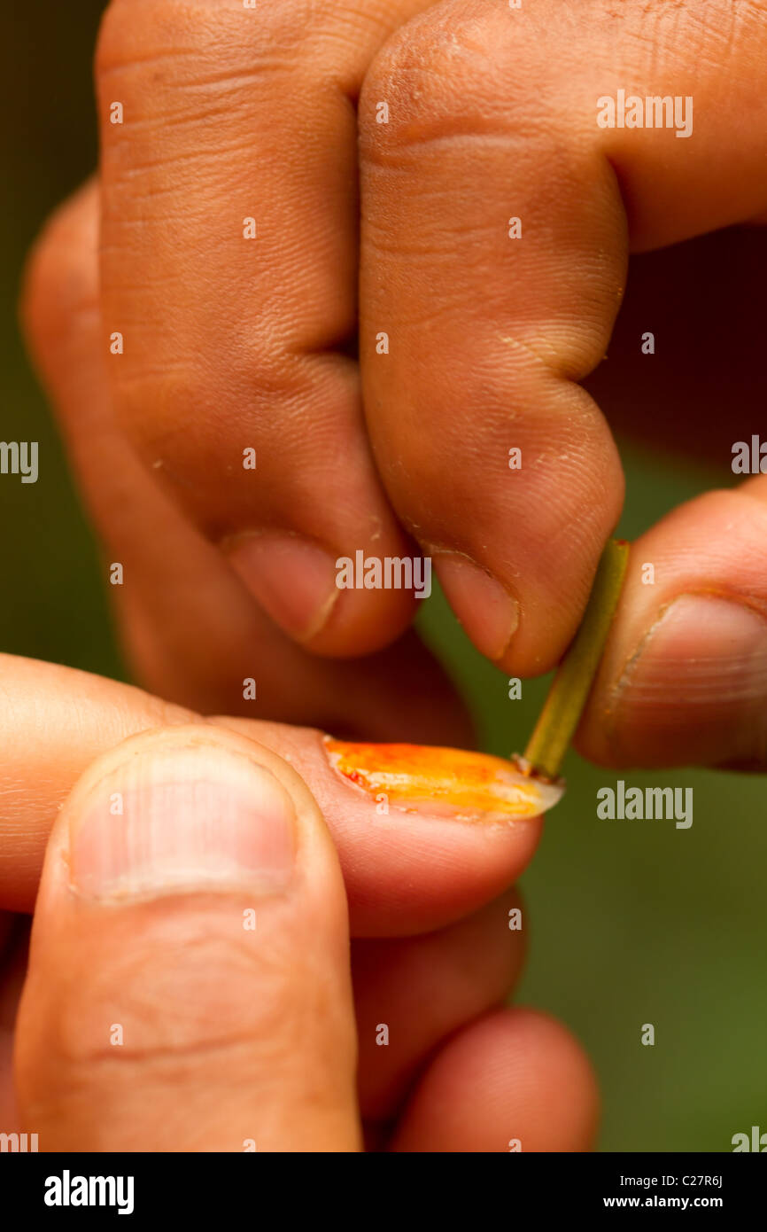 Orange Natur Pigment aus einer Anlage im Amazonasbecken zum Malen verwendet, Fingernägel oder der menschlichen Haut Stockfoto