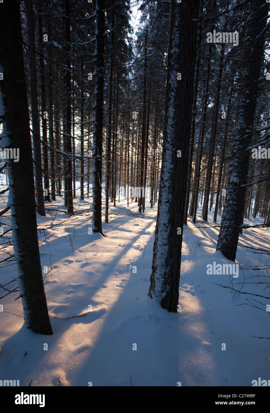 Verschneite Fichte ( picea abies ) Taiga Wald im Winter , Finnland Stockfoto