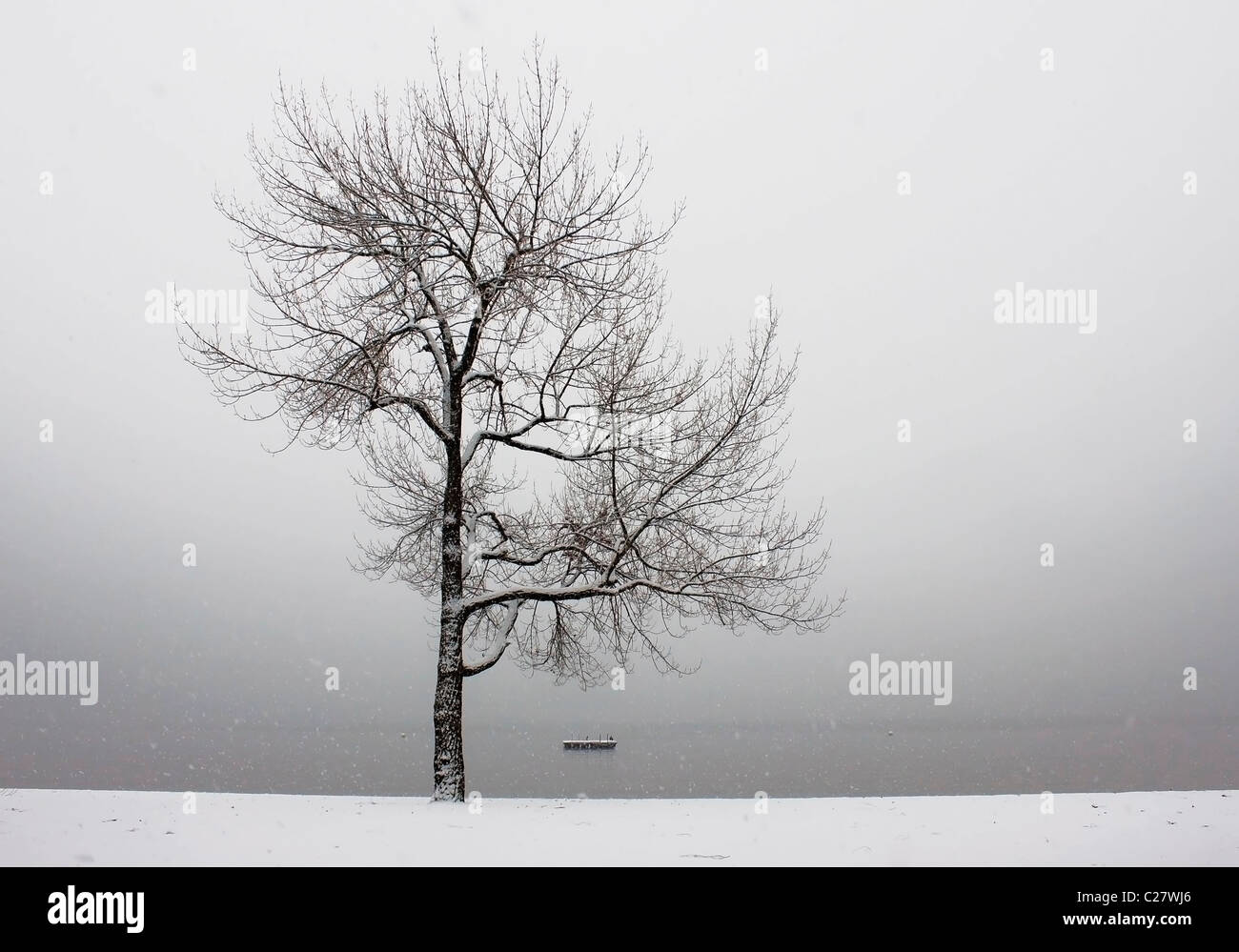 der Winter Baum Stockfoto