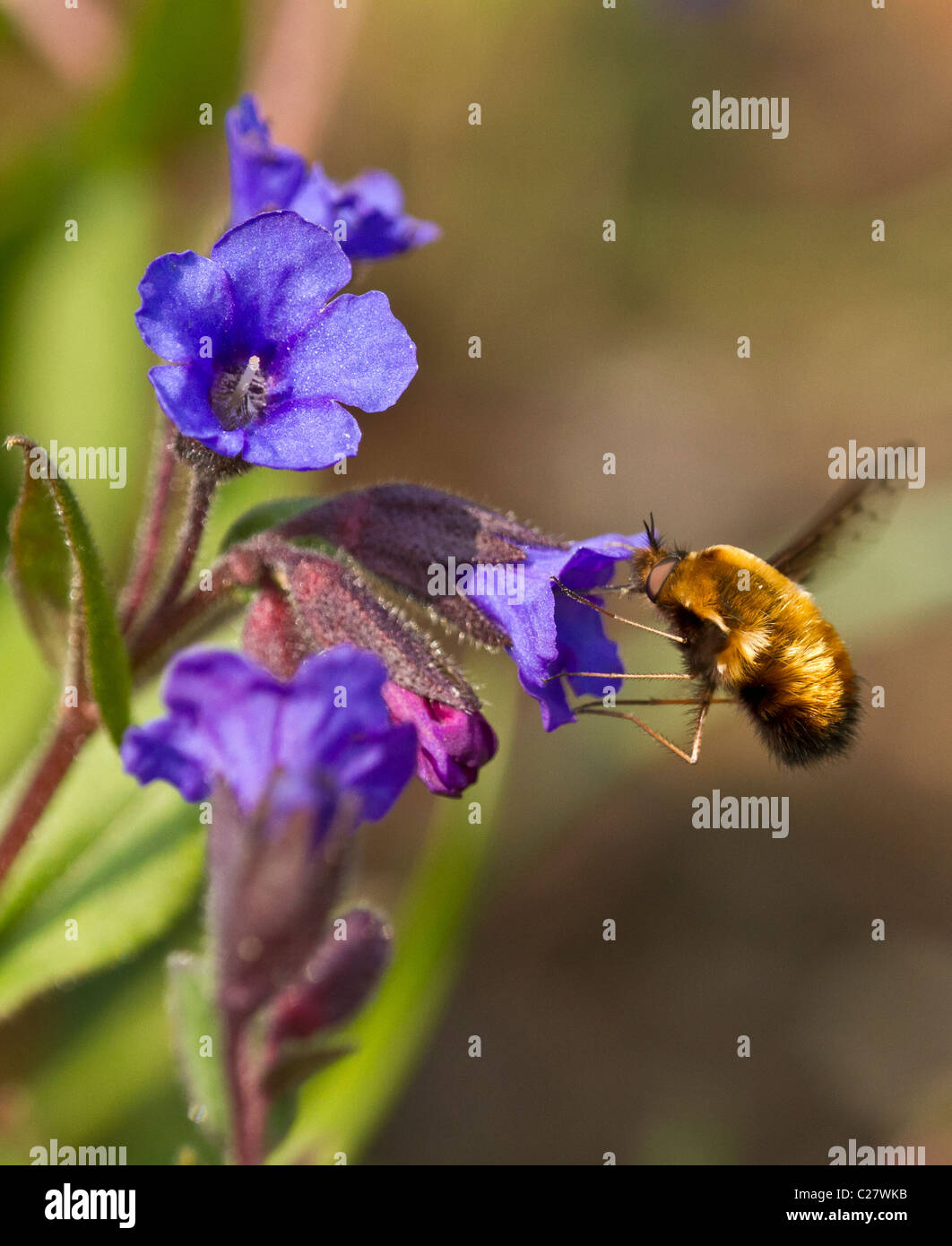 Bombyliidae Familie: Biene-Fly, wahrscheinlich Bombylius major, schweben und ernähren sich von Nektar der Pulmonaria Stockfoto