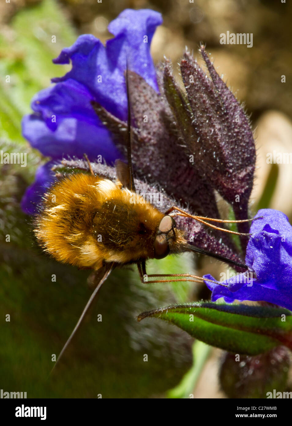 Bombyliidae Familie: Biene-Fly, wahrscheinlich Bombylius major, schweben und ernähren sich von Nektar der Pulmonaria Stockfoto
