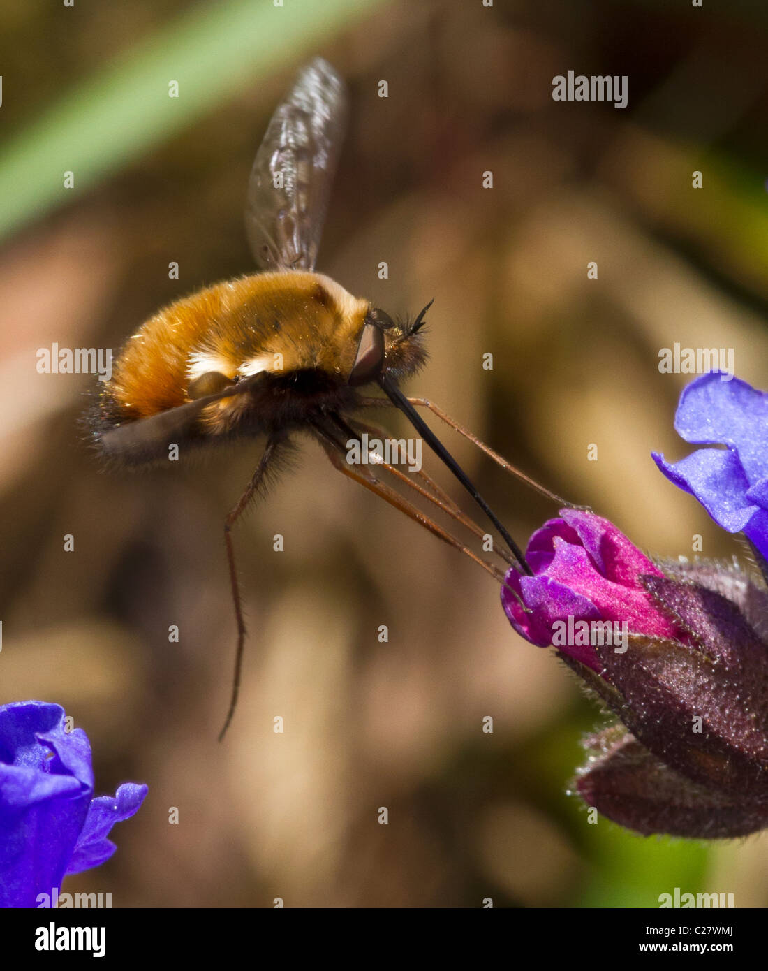 Bombyliidae Familie: Biene-Fly, wahrscheinlich Bombylius major, schweben und ernähren sich von Nektar der Pulmonaria Stockfoto