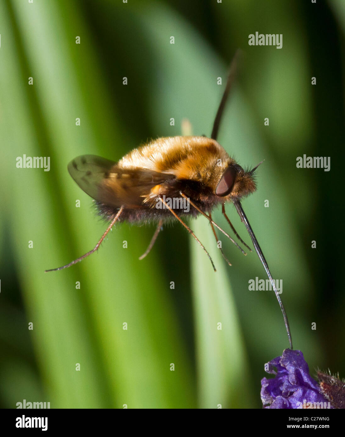 Bombyliidae Familie: Biene-Fly, wahrscheinlich Bombylius major, schweben und ernähren sich von Nektar der Pulmonaria Stockfoto