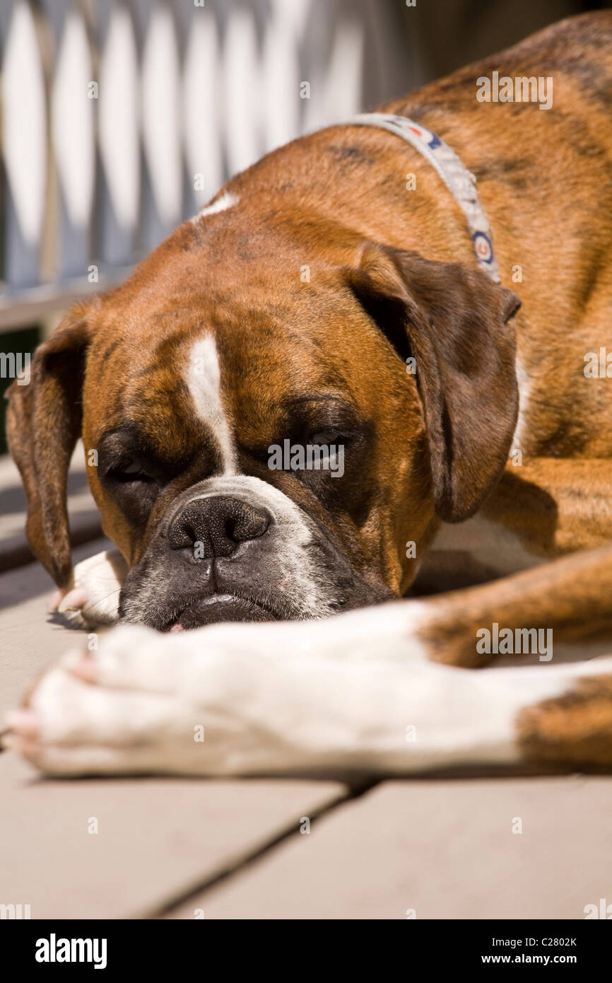 Boxer Hund Abdriften zu schlafen aber noch auf der Suche als wollte er  sagen, sehen Sie Im Stockfotografie - Alamy