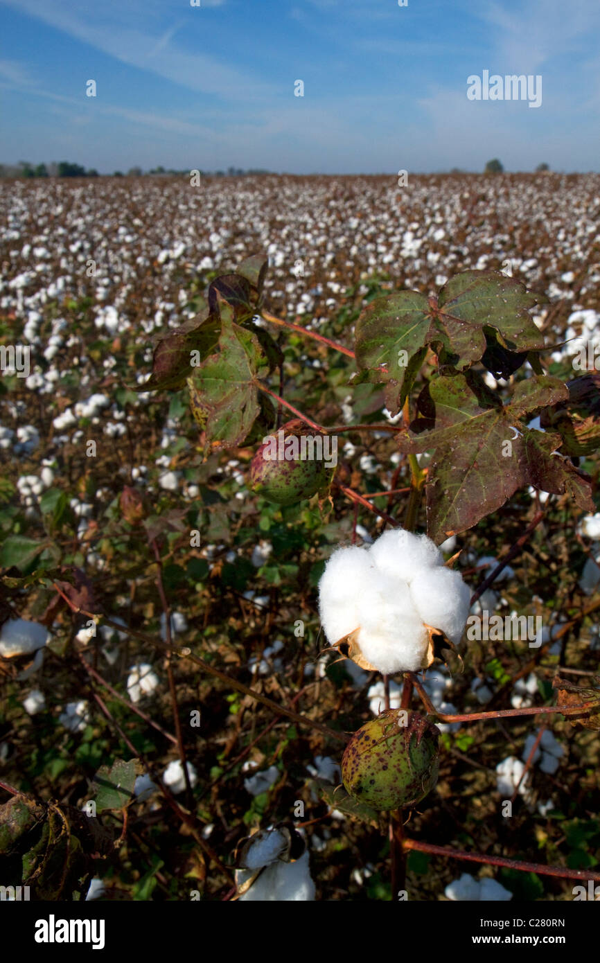 Baumwollfeld reif für die Ernte in den amerikanischen Südstaaten. Stockfoto