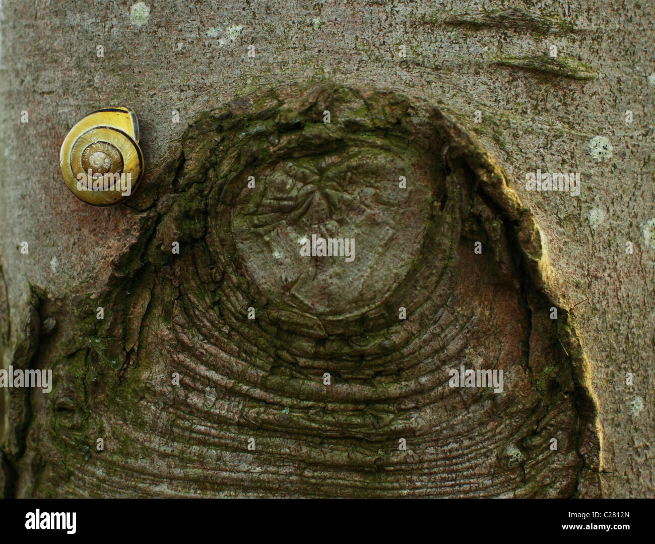 Schnecke auf den Baum-Dampf Stockfoto