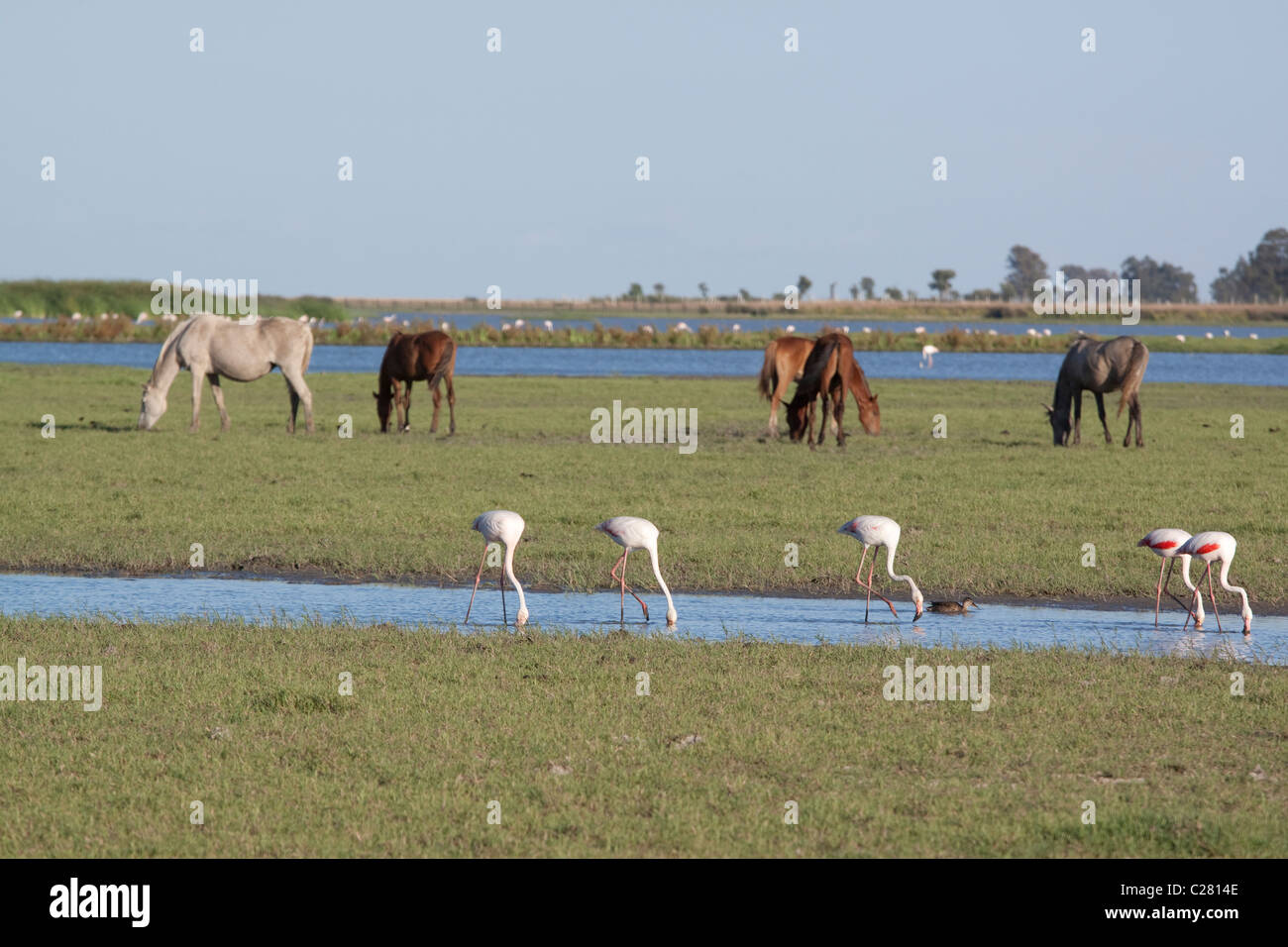 Pferde und Flamingos in den Sümpfen des Doñana-Nationalparks in der Nähe von El Rocio, Andalusien Stockfoto