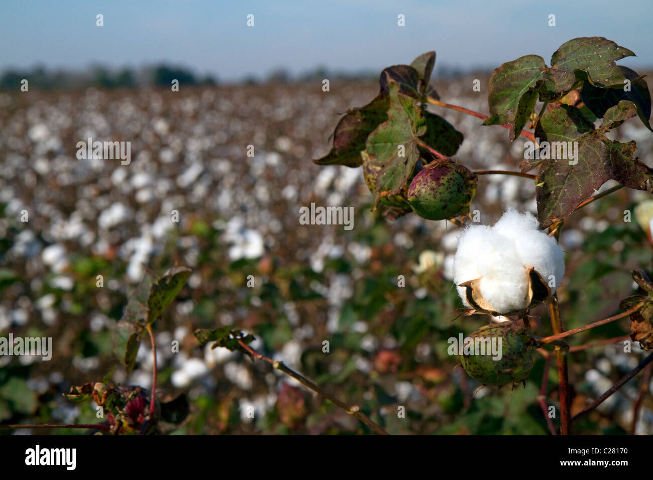 Baumwollfeld reif für die Ernte in den amerikanischen Südstaaten. Stockfoto