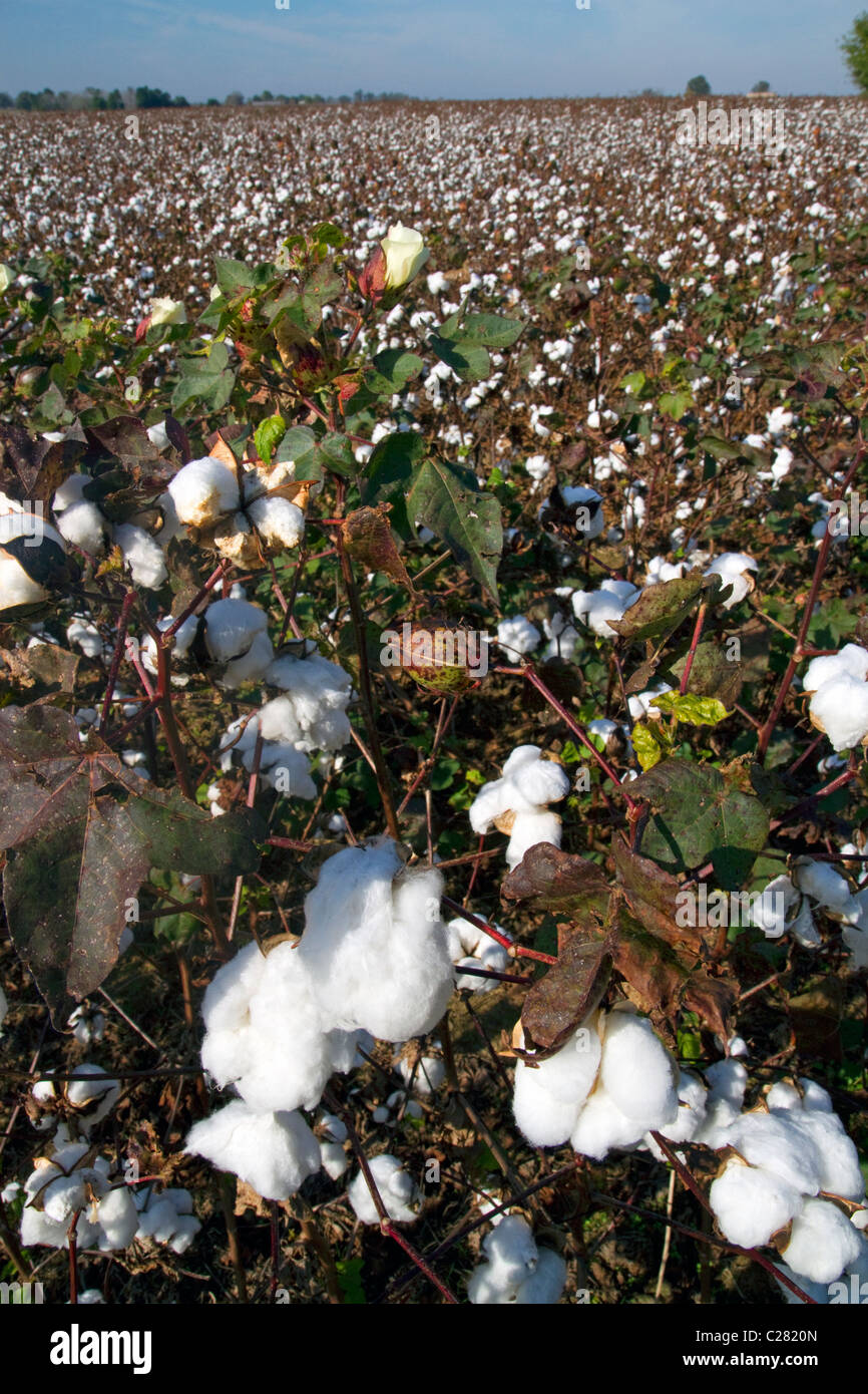 Baumwollfeld reif für die Ernte in den amerikanischen Südstaaten. Stockfoto