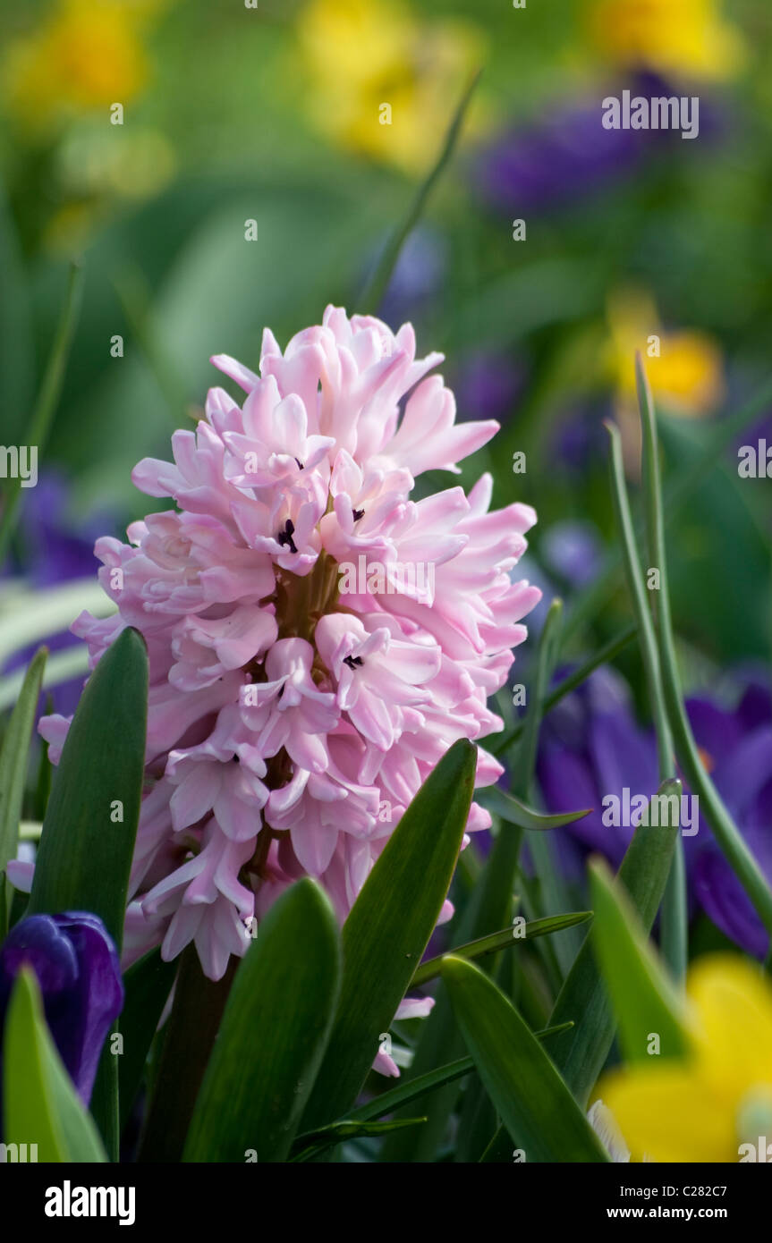 Hyazinthe mit anderen Frühling Blumen, Keukenhof, Holland, Niederlande Stockfoto