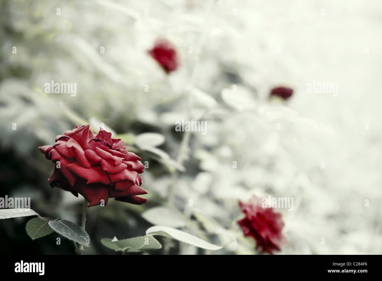 Schöne Rosen im Garten, Retro-Stil getönten Foto mit flachen DOF Stockfoto