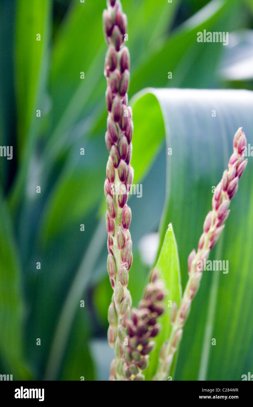 Quaste, männliche Blüte der männlichen Blütenstand von Maisstiel Stockfoto
