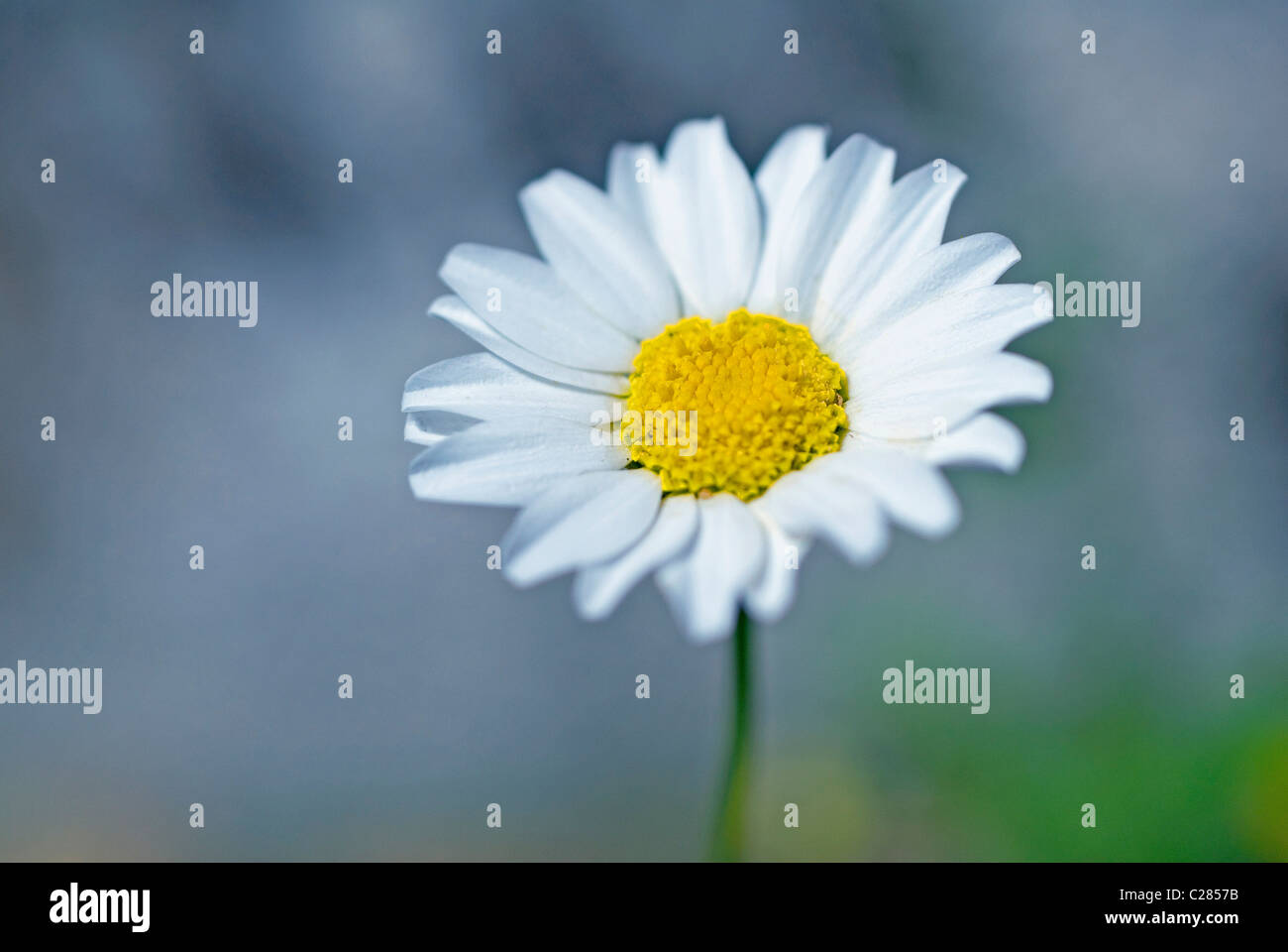 Das Mutterkraut Daisy. Tanacetum parthenium Stockfoto