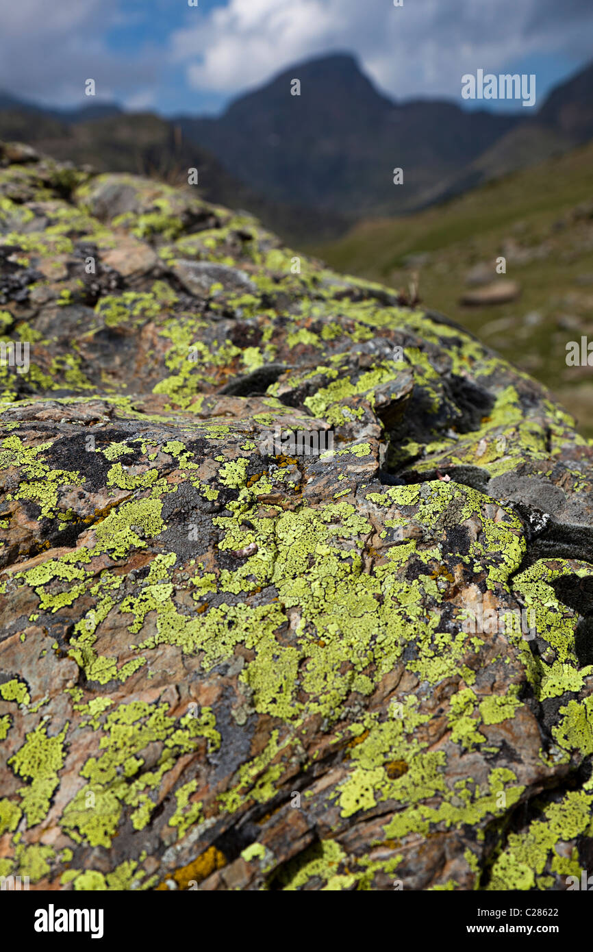 Flechten wachsen auf Felsen in sauberer Bergluft Arcalis Andorra Stockfoto