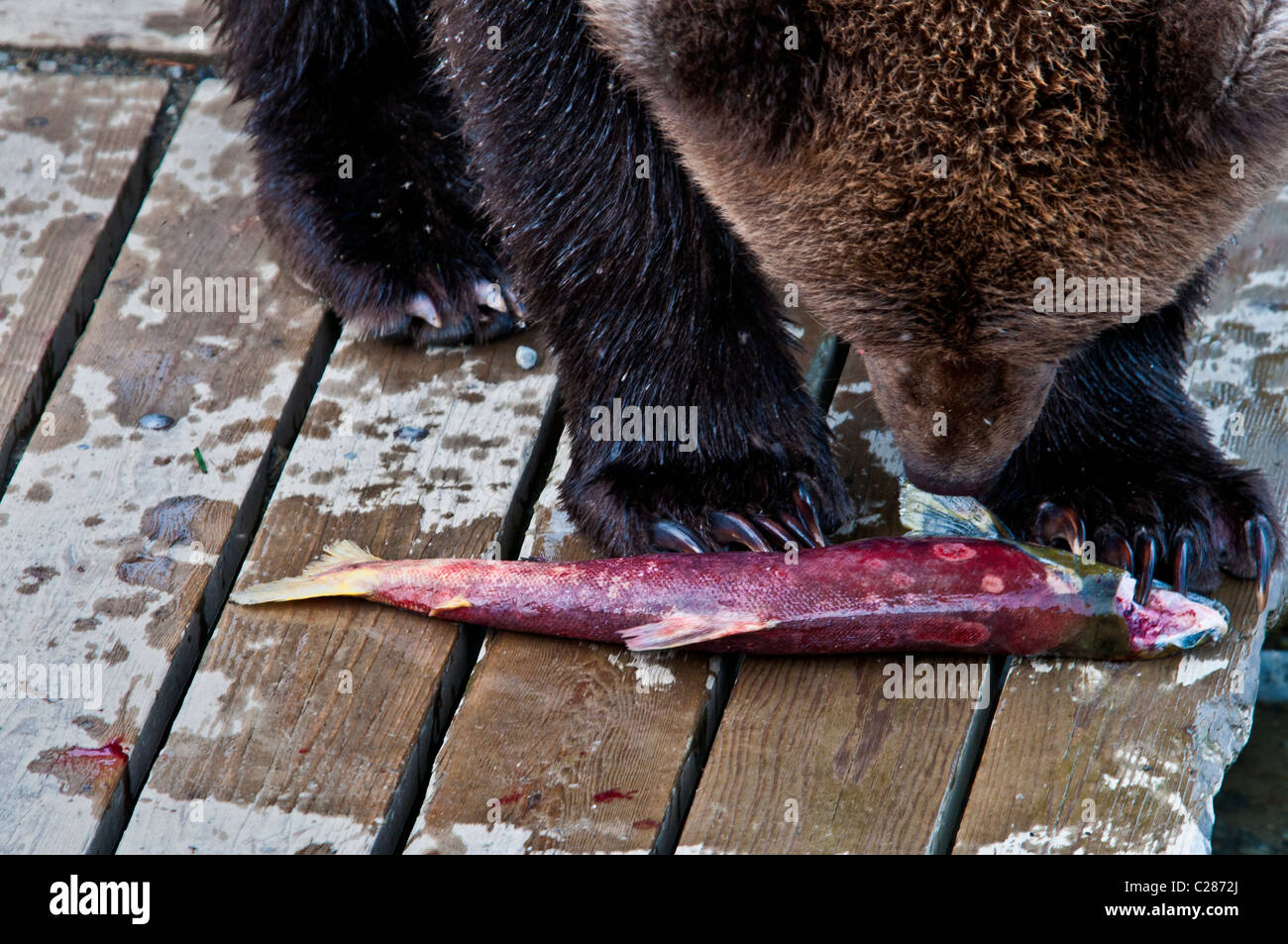 Grizzly Bär, Ursus Arctos Horriblis, essen Lachs auf der Promenade am Brooks River, Katmai Nationalpark, Alaska, USA Stockfoto