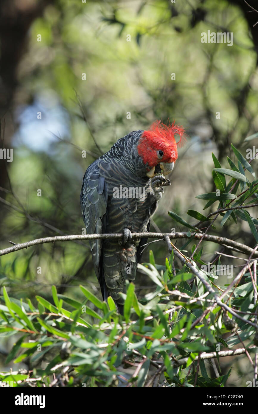 Männliche Gang Gang Kakadu (Callocephalon Fimbriatum) in einem Busch in den Blue Mountains, Australien. Stockfoto